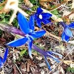 Gentiana sierrae Flower
