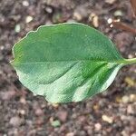 Buddleja indica Hoja