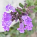 Clinopodium alpinumFlower