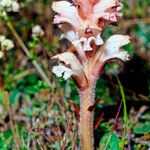 Orobanche caryophyllacea Kora