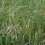 Carex hostiana आदत