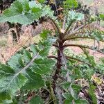 Sonchus asperLapas