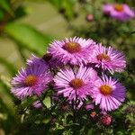Symphyotrichum novae-angliae Sonstige
