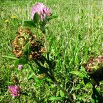 Trifolium medium Fruto