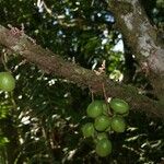 Acropogon merytifolius Fruit