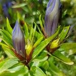 Gentiana septemfida Blodyn