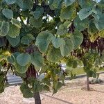 Cercis occidentalis Hostoa