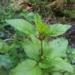 Scrophularia auriculata Folla