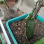 Opuntia monacantha 葉