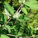 Lonicera morrowii Лист