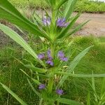 Hygrophila auriculata Květ