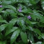 Cardamine pentaphyllos ফুল