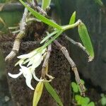 Epidendrum nocturnum പുഷ്പം