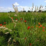 Dactylis glomerata Характер