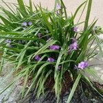 Tradescantia virginiana Habitus