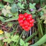 Arum cylindraceumFlor