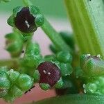 Lipandra polysperma ഫലം