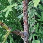 Thuja occidentalis बार्क (छाल)