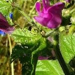 Malva multiflora Virág