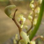 Bulbophyllum calyptratum Kwiat