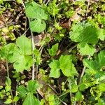 Ranunculus recurvatus Leaf