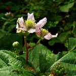 Rubus scaber 花