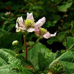Rubus scaber ᱵᱟᱦᱟ
