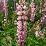 Lupinus × regalis Λουλούδι