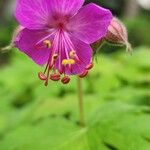 Geranium macrorrhizumFlor