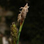 Carex brevicollis 花