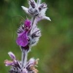 Stachys cretica Blad