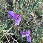 Vicia americana Yaprak