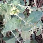 Silene baccifera Φρούτο