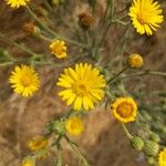 Heterotheca grandiflora Bloem