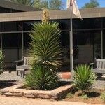 Yucca aloifolia Leht