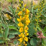 Crotalaria mitchellii Облик