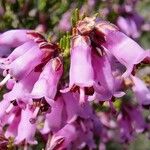 Erica australis Maua