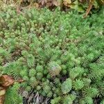 Petrosedum forsterianum Hábito