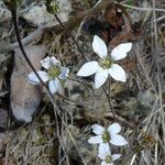 Jepsonia parryi Celota