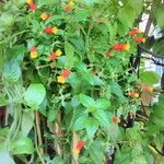 Manettia luteorubra Hoja