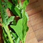 Chenopodium ficifolium Leaf