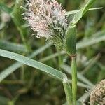 Crypsis schoenoides Flower