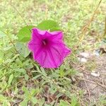 Ipomoea asarifolia Flower