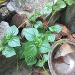 Peperomia pellucida Ліст