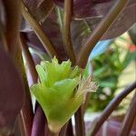 Calathea roseopicta Flor