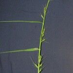 Scleria macrophylla Otro