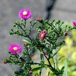 Symphyotrichum novi-belgii 形態