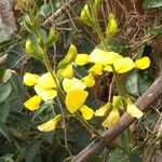 Vigna luteola Flor