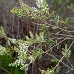 Aloysia gratissima Folha