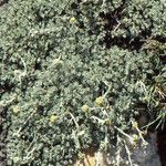 Artemisia glacialis Celota